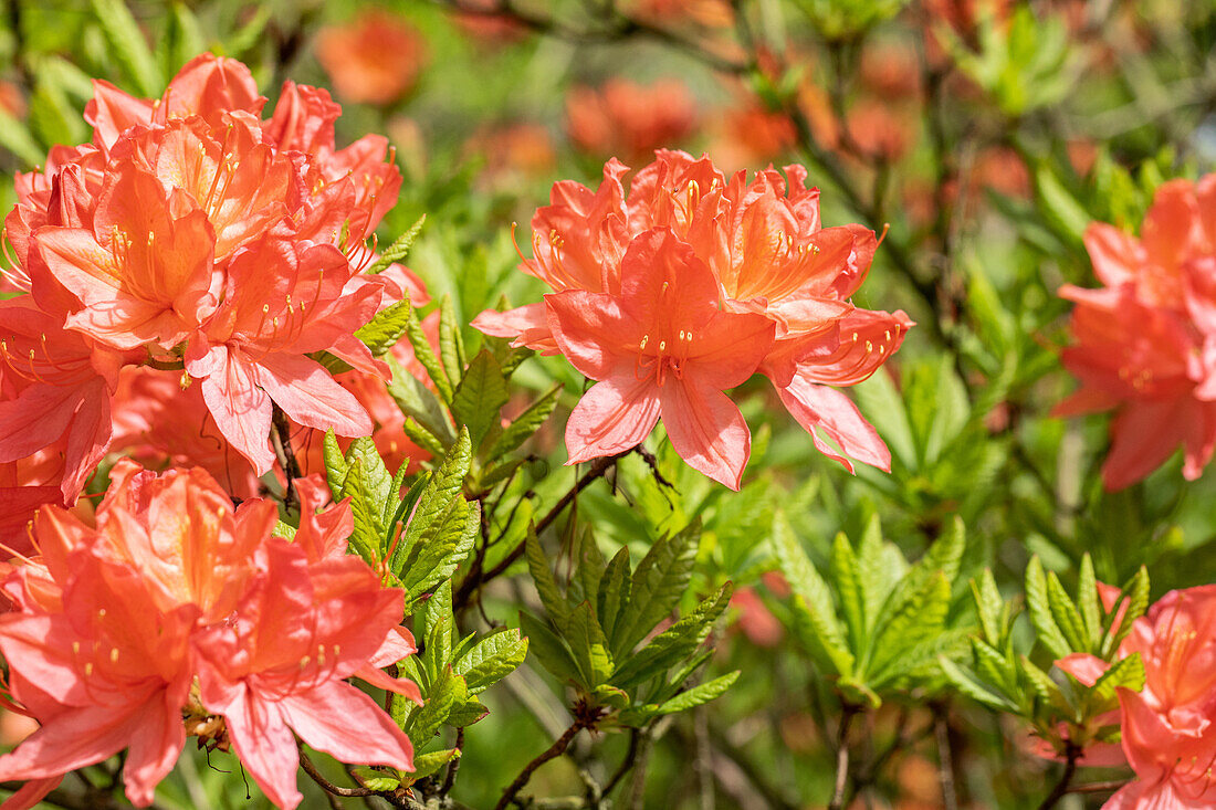 Rhododendron molle ssp. japonicum 'Comte de Gomer'