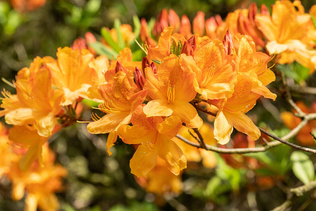 Rhododendron molle 'Christopher Wren'