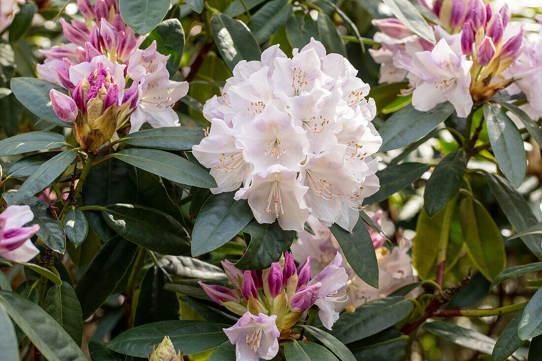 Rhododendron 'Jewess'