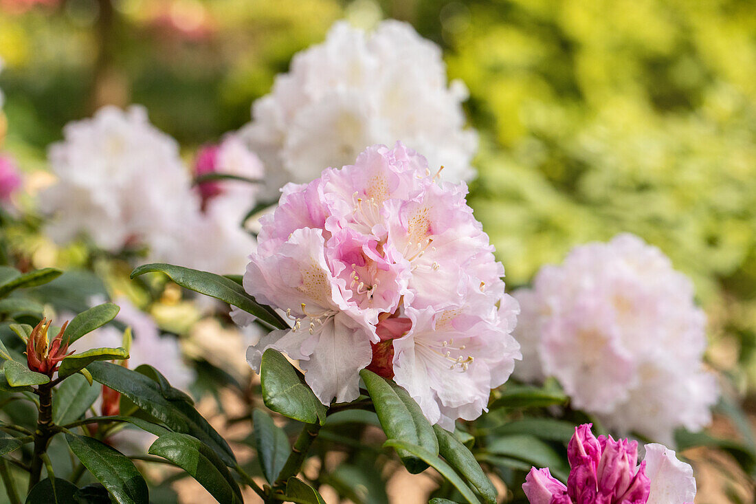 Rhododendron 'Cape White'