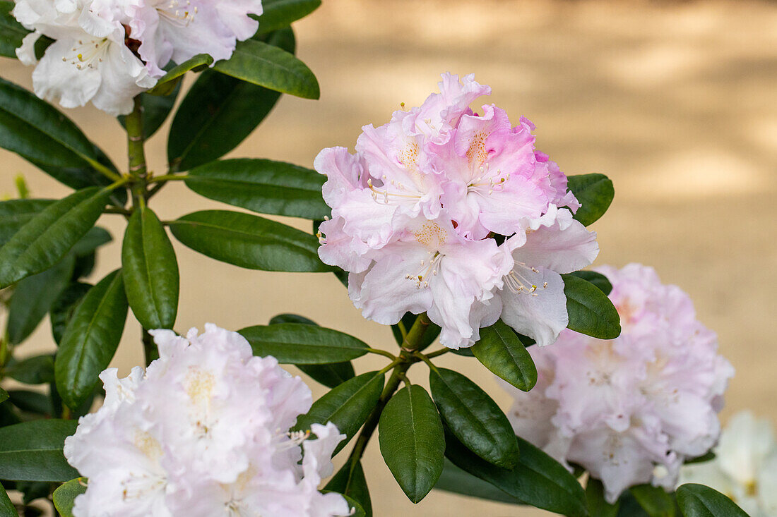 Rhododendron 'Cape White'