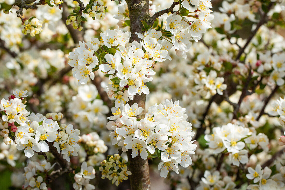 Malus sargentii 'Tina'