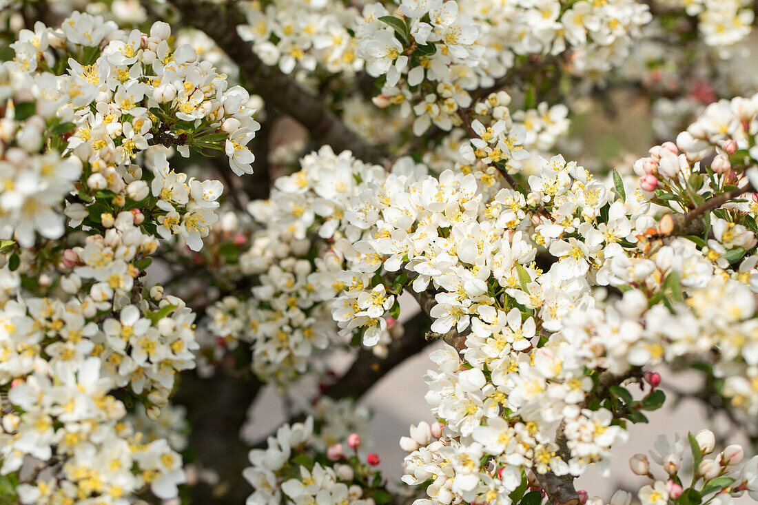 Malus sargentii 'Tina'