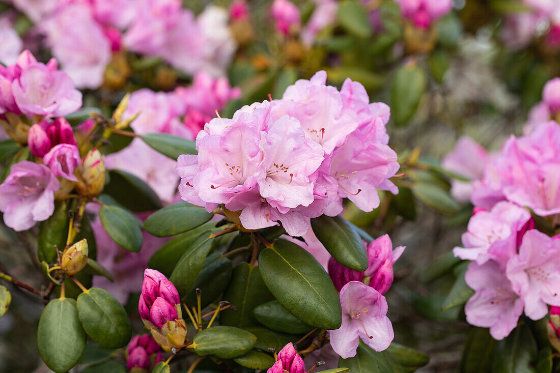 Rhododendron williamsianum 'Vater Böhlje'