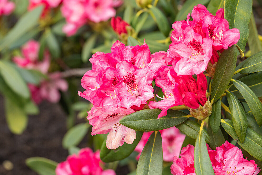 Rhododendron yakushimanum 'Sneezy'