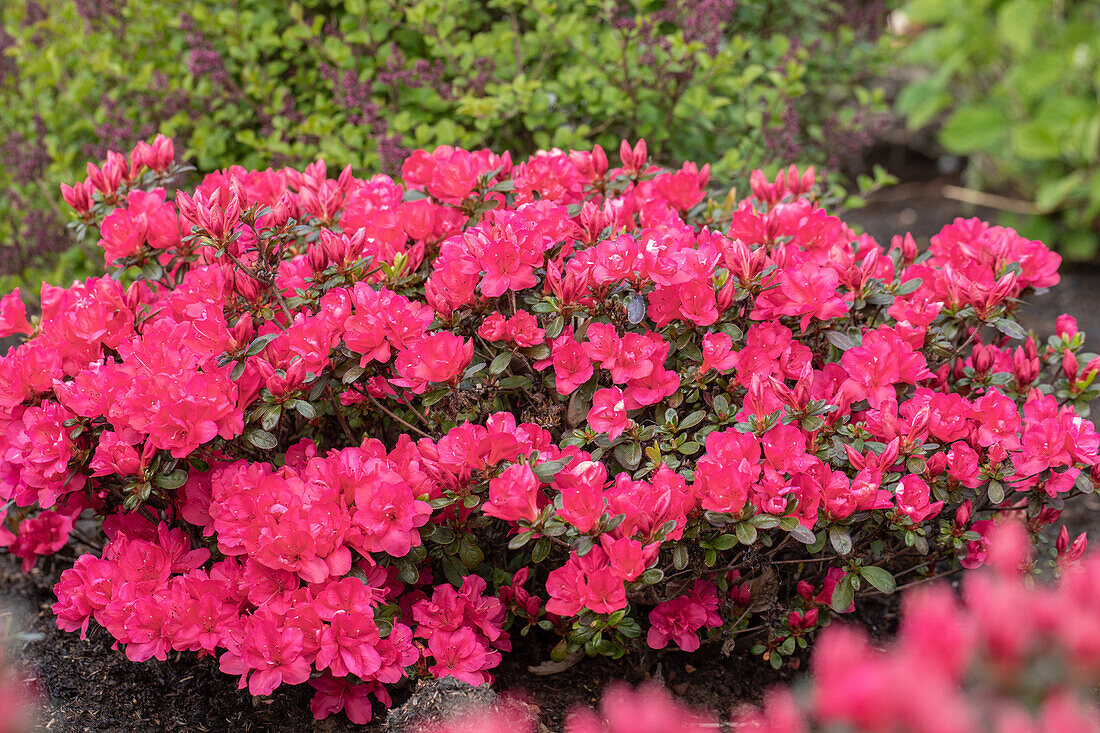 Rhododendron yakushimanum 'Sneezy'