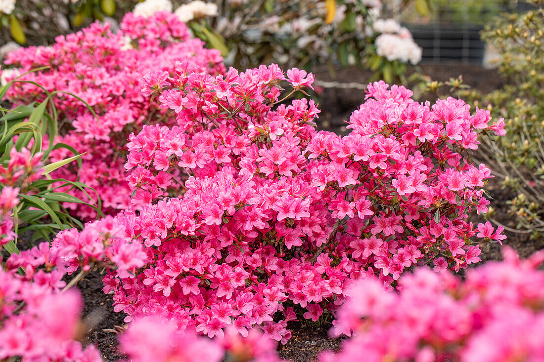 Rhododendron obtusum 'Madame Albert van Hecke'