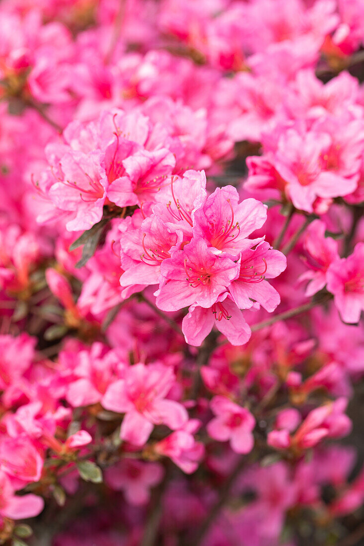 Rhododendron obtusum 'Madame Albert van Hecke'