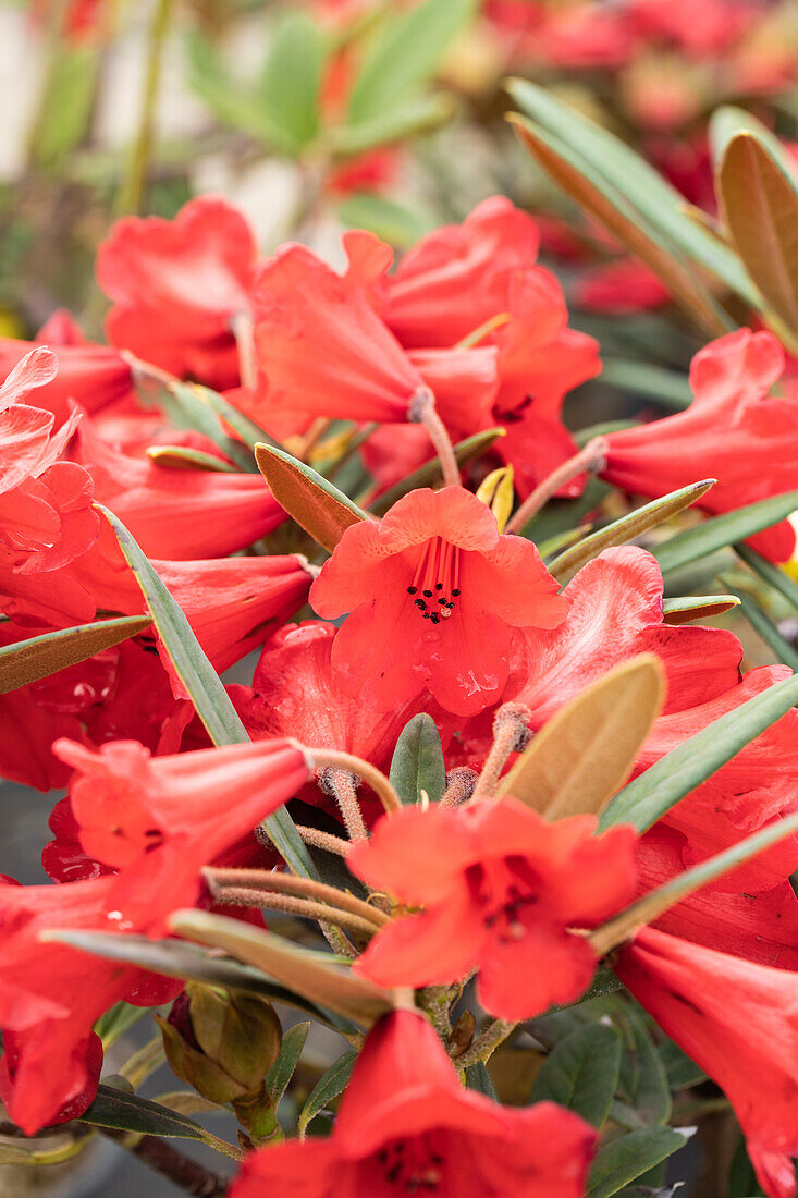 Rhododendron yakushimanum 'May Day'