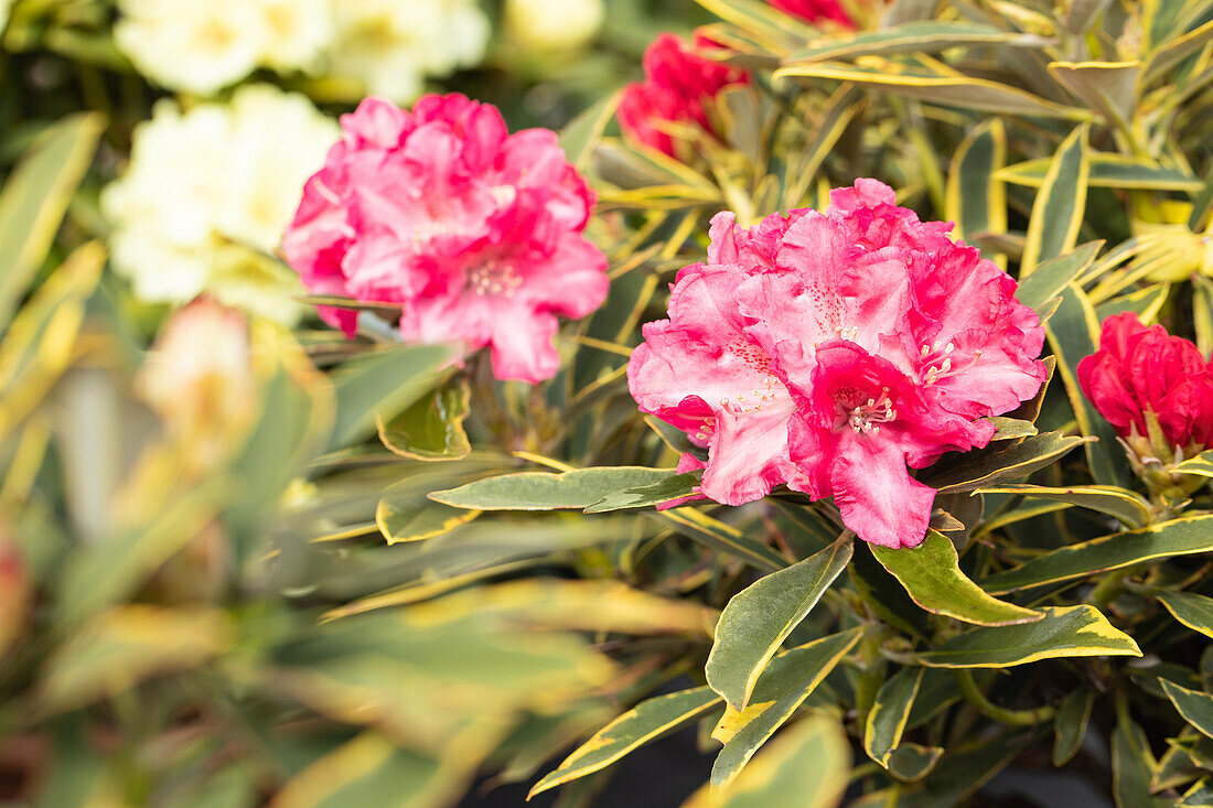 Rhododendron yakushimanum 'Tina Heinje Variegata'