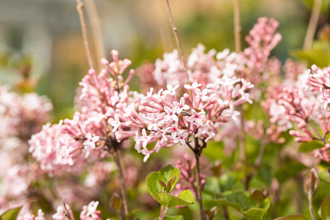 Syringa 'Bloomerang® Pink Perfume'(s)