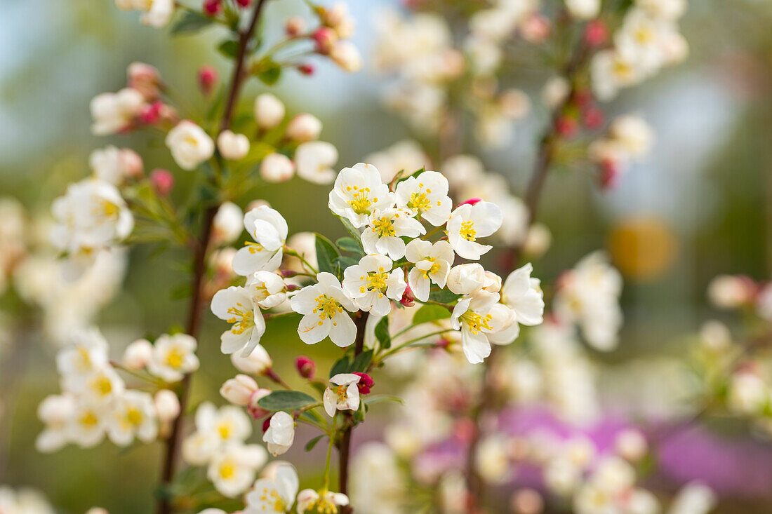 Malus sargentii 'Tina'