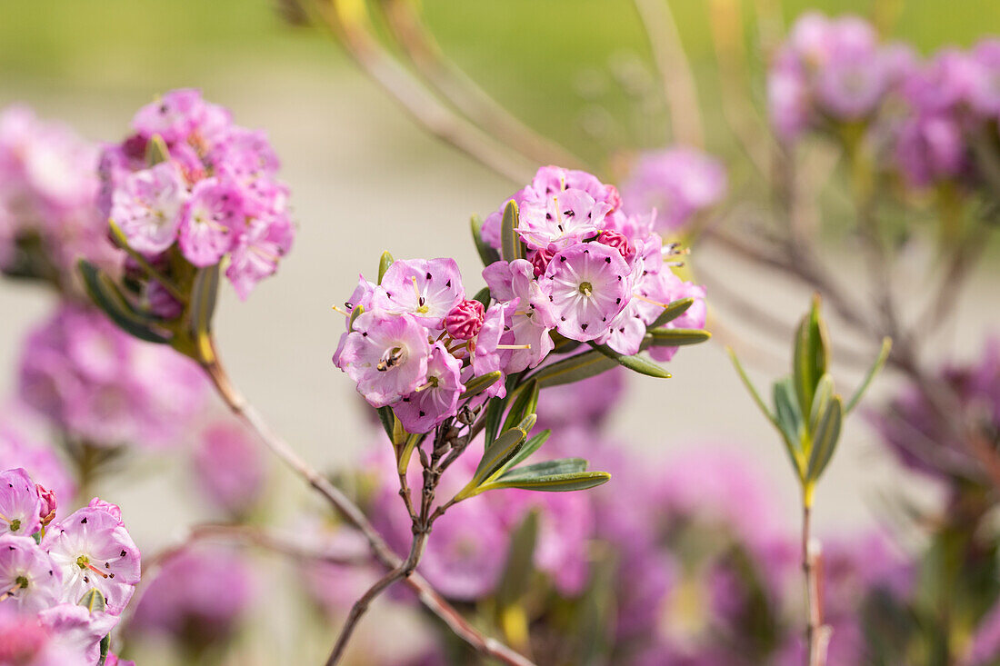 Kalmia polifolia