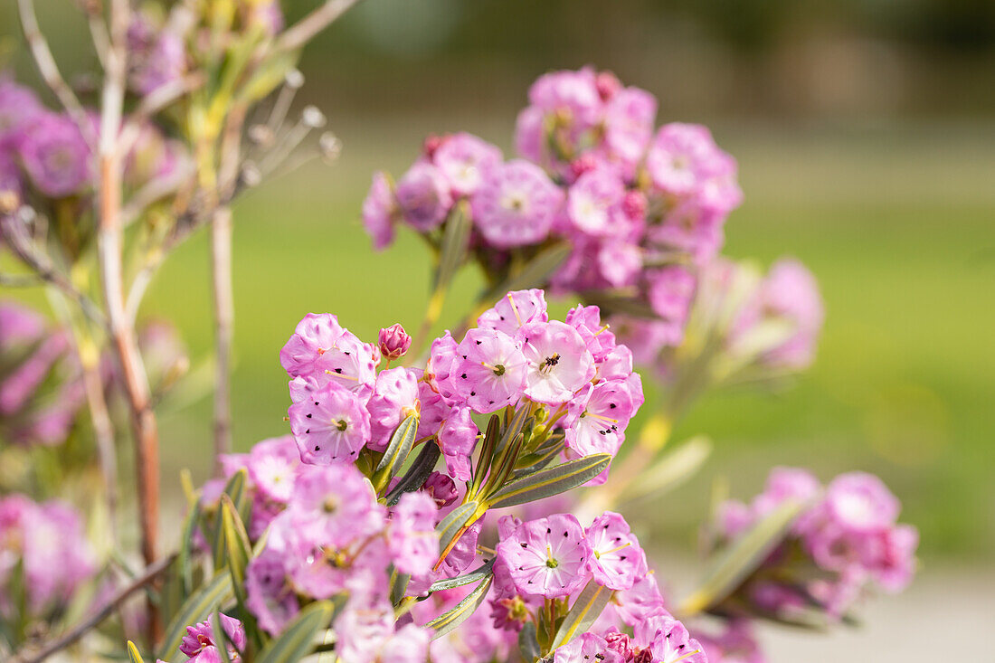 Kalmia polifolia