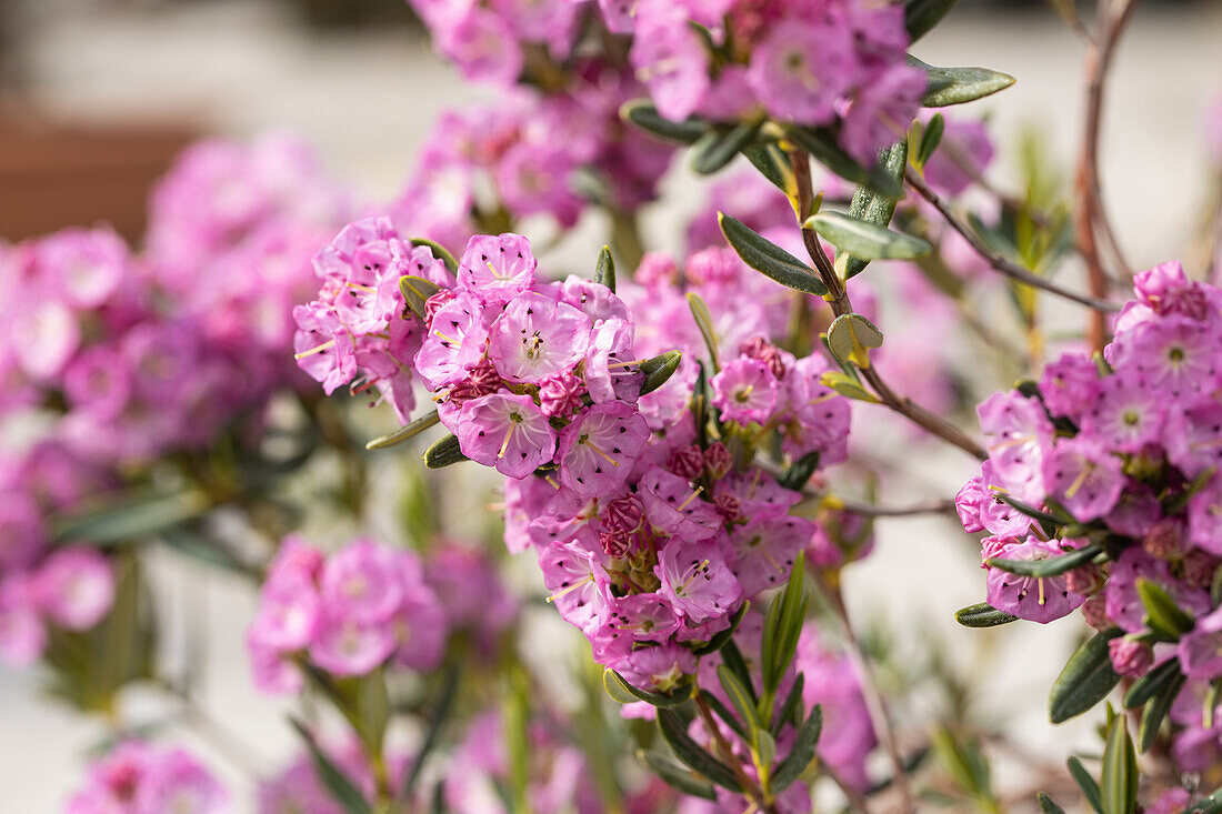 Kalmia polifolia