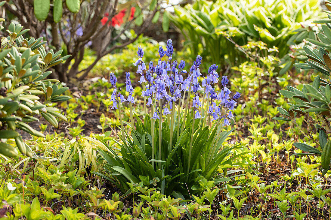 Hyacinthoides hispanica 'Excelsior'