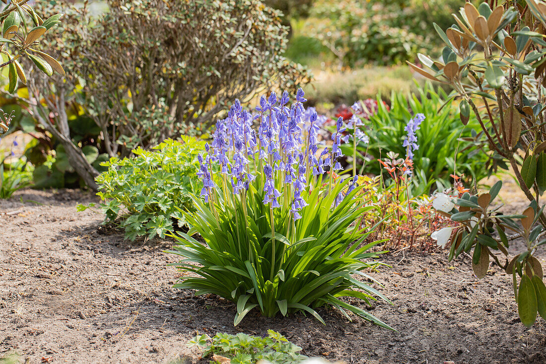 Hyacinthoides hispanica 'Excelsior'