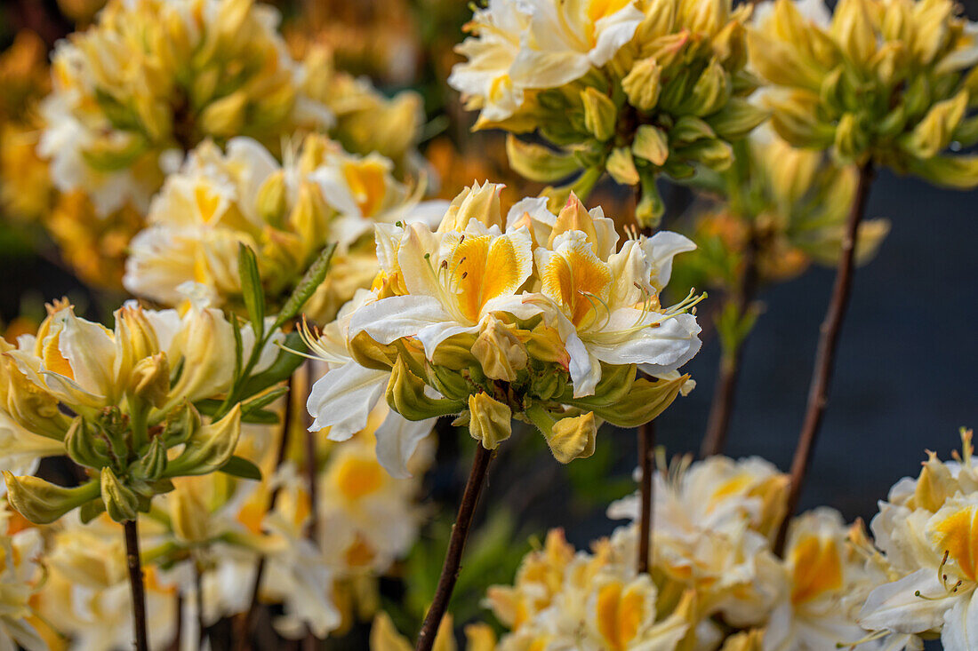 Rhododendron Knap-Hill