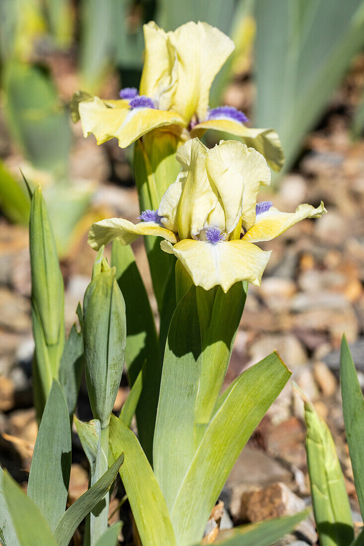 Iris barbata-nana 'Stockholm'