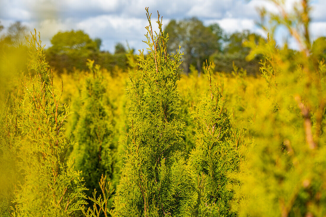 Thuja occidentalis 'Golden Smaragd'®