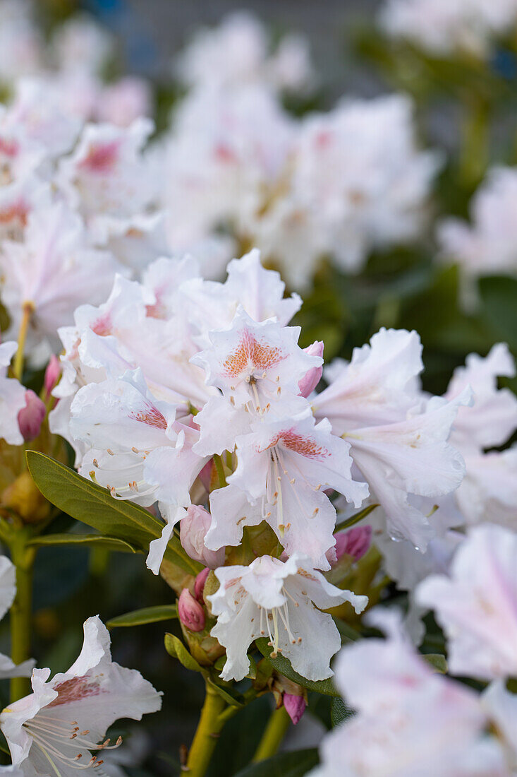 Rhododendron 'Cunningham´s White'