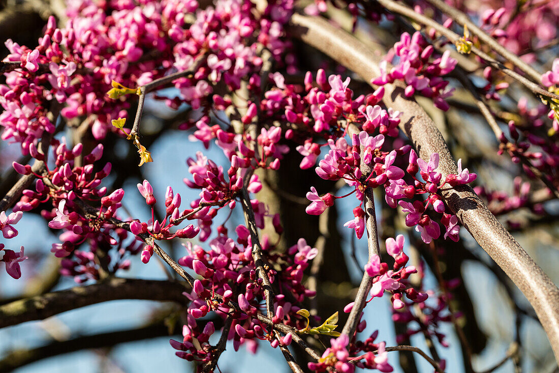 Cercis canadensis 'Lavender Twist'®