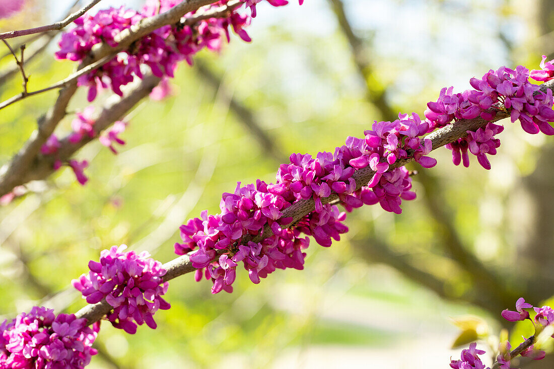 Cercis chinensis 'Avondale'