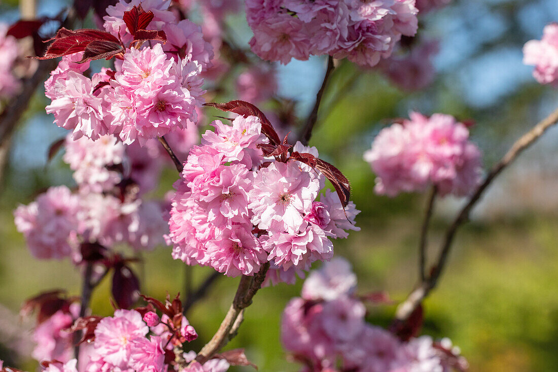 Prunus serrulata 'Royal Burgundy'®