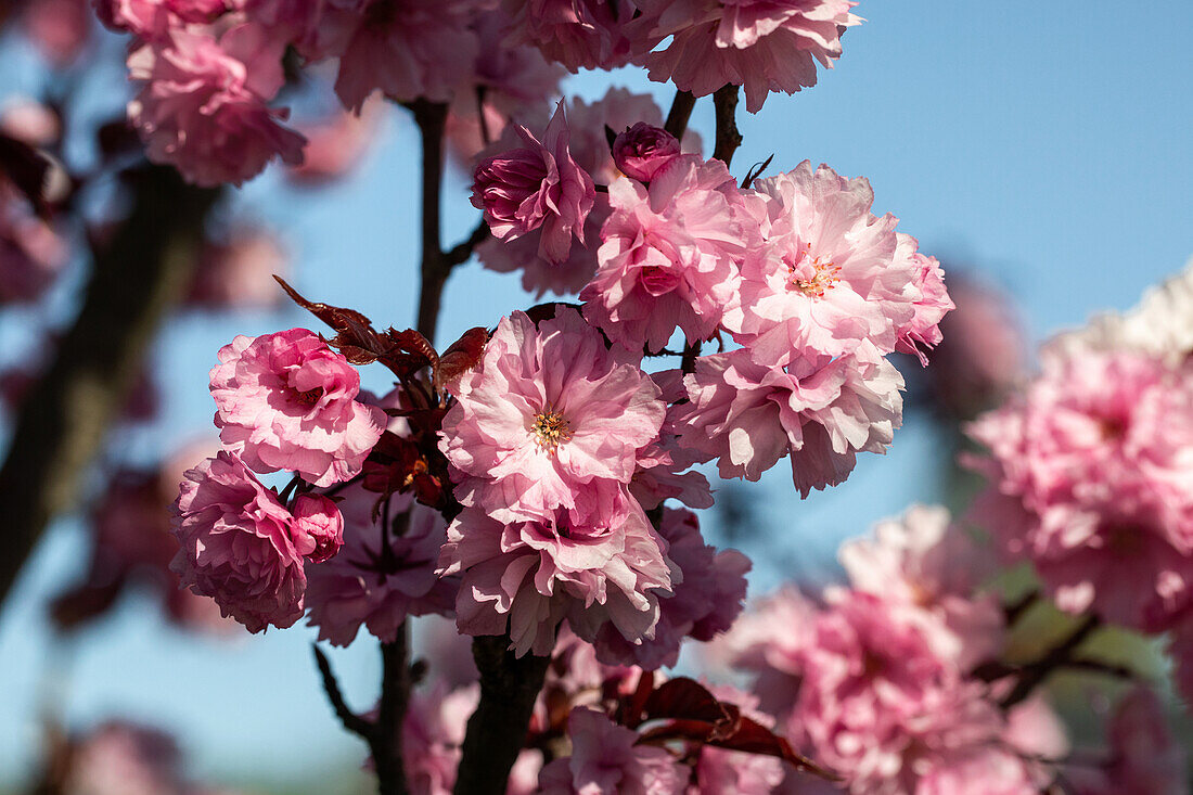 Prunus serrulata 'Royal Burgundy'®