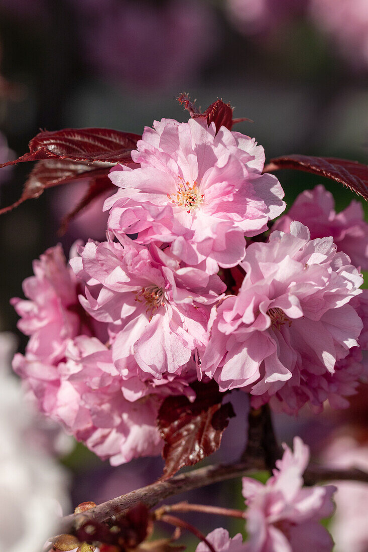 Prunus serrulata 'Royal Burgundy'®