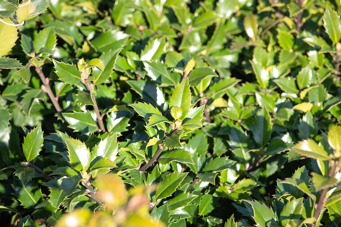 Ilex meserveae 'Little Rascal'®