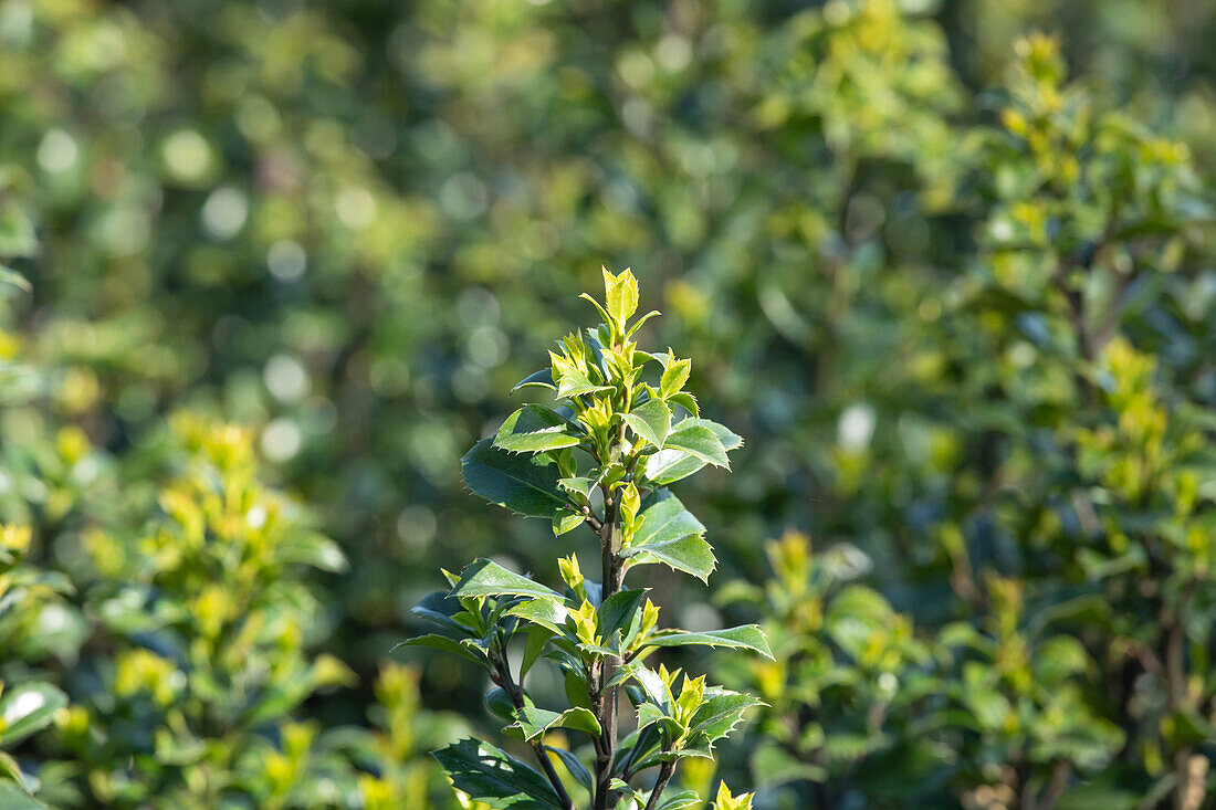 Ilex meserveae 'Heckenstar'(s)