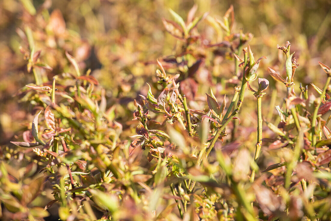 Vaccinium corymbosum 'Duke'