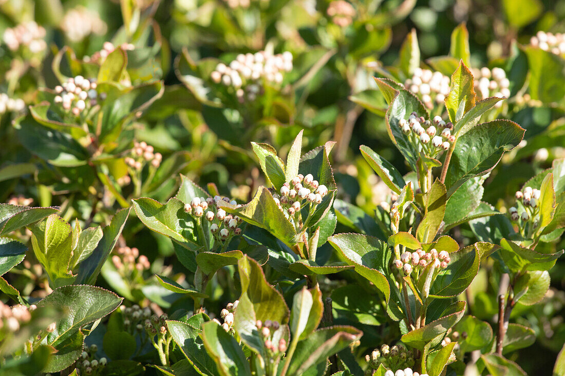 Aronia melanocarpa 'Aron'