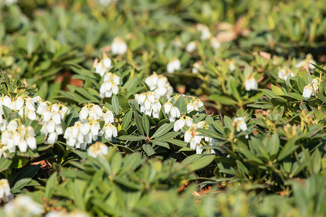 Pieris japonica 'Prelude'