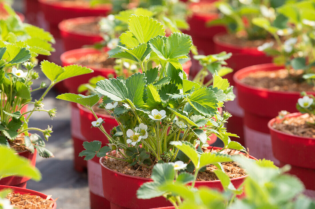 Fragaria vesca 'Lucky Berry'®