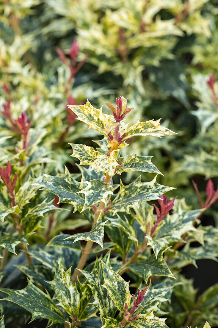 Osmanthus heterophyllus 'Tricolor'