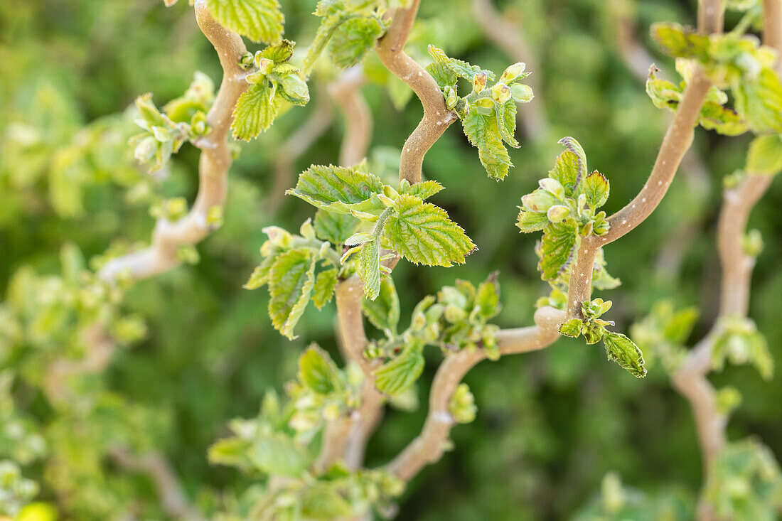 Corylus avellana 'Scooter'