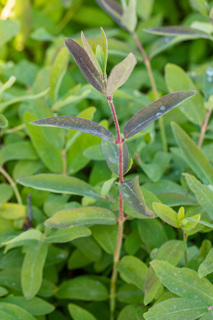 Lonicera caerulea var. kamtschatica 'Balalaika'