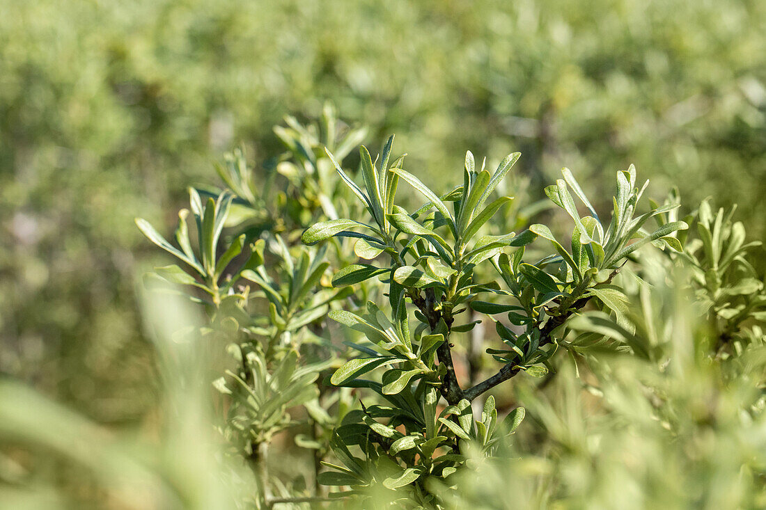 Hippophae rhamnoides 'Sirola'(s)