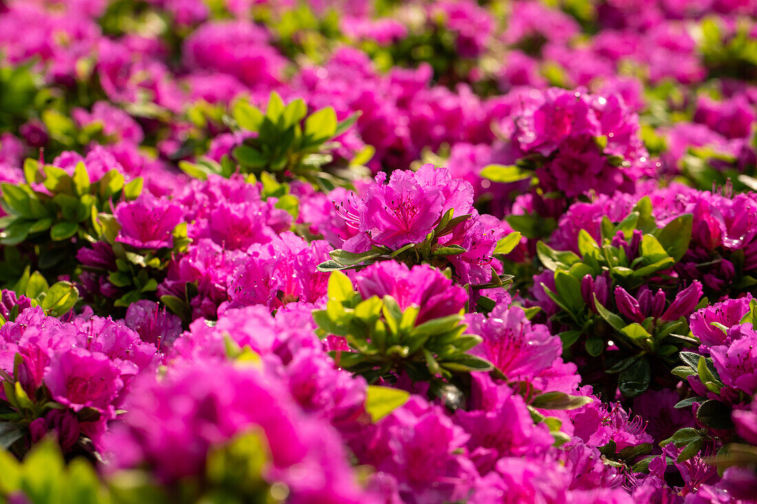 Rhododendron obtusum 'Königstein'