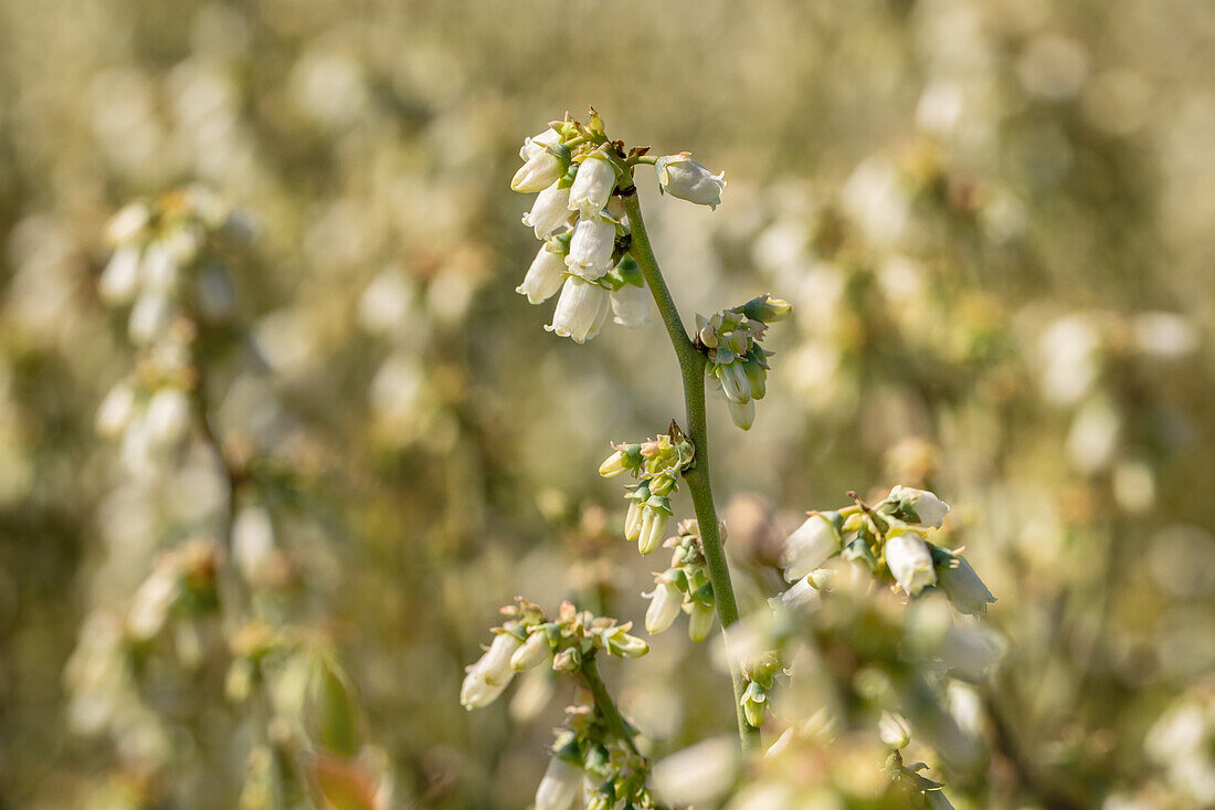 Vaccinium corymbosum Lowberry® 'Little Blue Wonder'