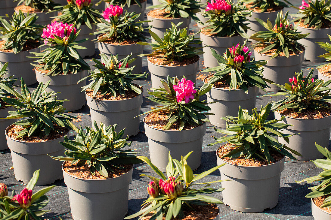 Rhododendron makinoi 'Rosa Perle'