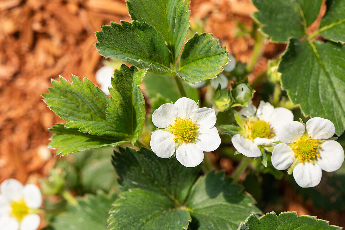 Fragaria vesca 'Lucky Berry'®