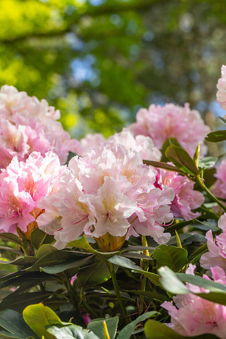Rhododendron 'Album Splendidum'