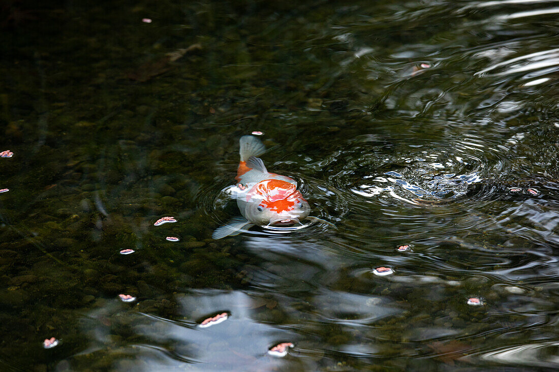 Koi in the pond