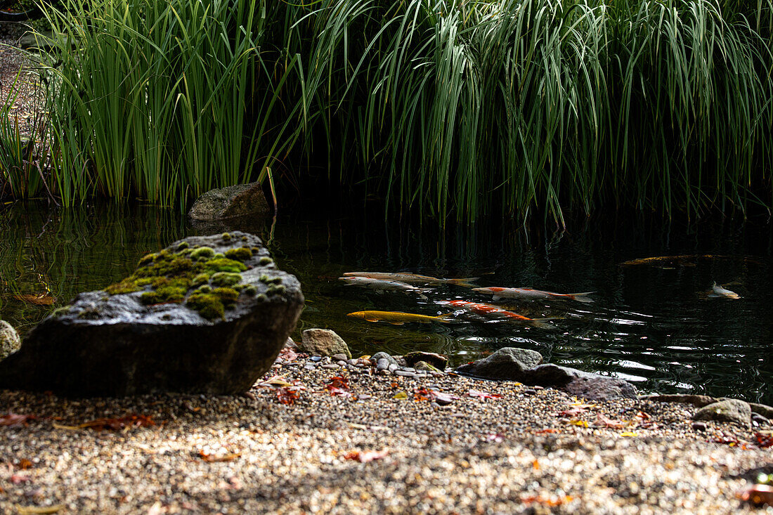 Koi im Teich