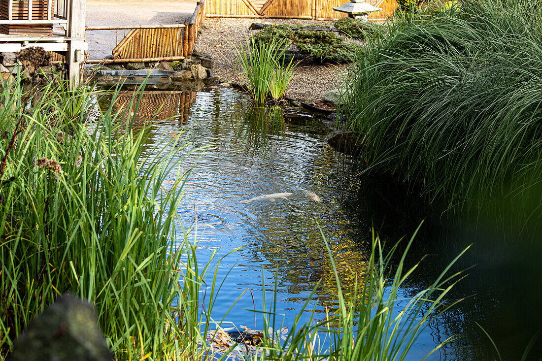 Koi in the pond