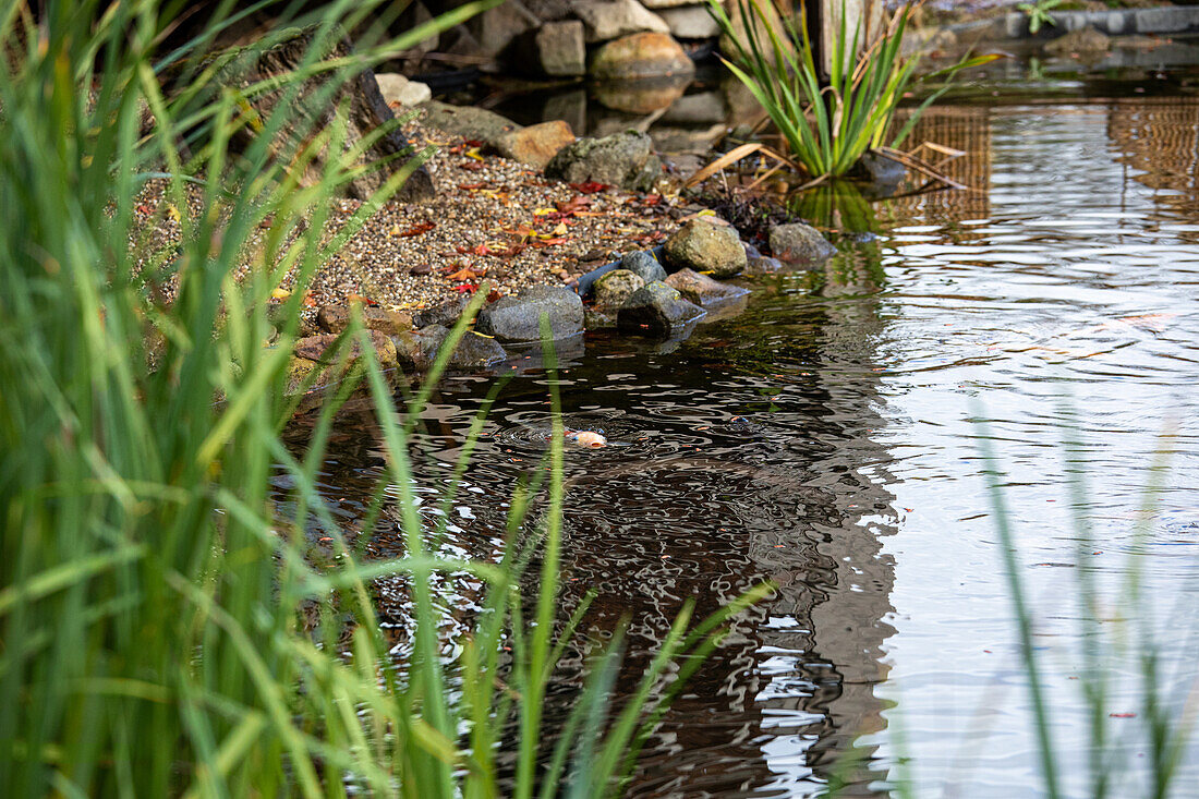 Koi in the pond