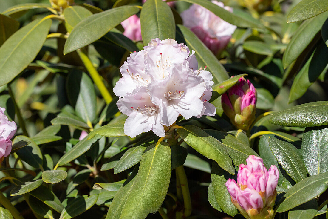 Rhododendron yakushimanum 'Schneekrone'